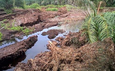 Diduga PT MAS Rusak Gambut Pulau Bengkalis